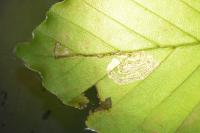 Stigmella tityrella
