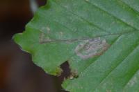 Stigmella tityrella