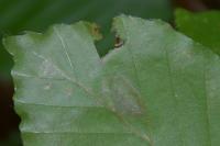 Stigmella tityrella