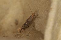 Plutella xylostella