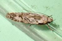 Carpatolechia decorella
