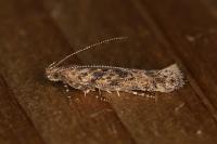Scrobipalpa