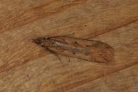 Dichomeris acuminata