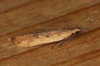 Dichomeris acuminata