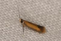 Coptotriche marginea