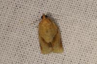 Clepsis consimilana