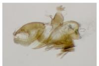 Aproaerema anthyllidella