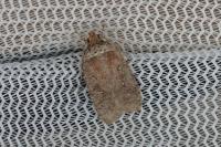 Agonopterix cnicella