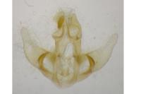 Agonopterix cnicella