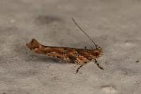Anatrachyntis badia