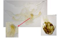 Agdistis bennetii