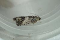 Cydia splendana