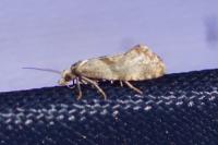 Cochylidia implicitana