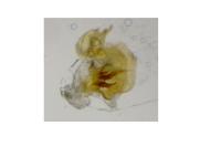 Cochylidia implicitana