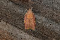 Carcina quercana