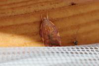 Carcina quercana