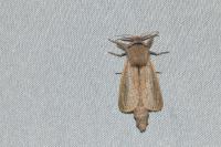Phragmataecia castaneae