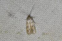 Borkhausenia