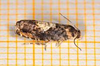 Pammene albuginana