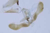 Pammene albuginana
