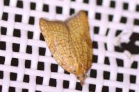 Acleris rhombana