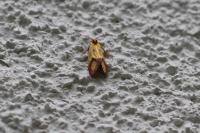 Agapeta zoegana