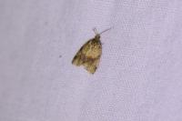 Epagoge grotiana