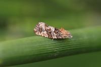 Eudemis profundana