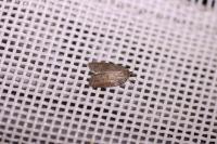 Acleris sparsana