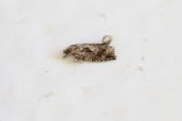 Zeiraphera isertana