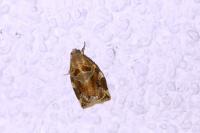 Archips xylosteana
