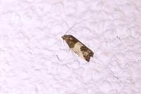 Spilonota ocellana