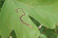 Stigmella aceris