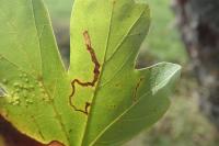 Stigmella aceris
