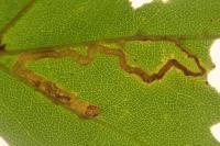 Stigmella aceris