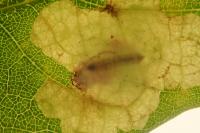 Tischeria ekebladella