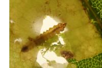 Tischeria ekebladella