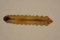 Tischeria ekebladella