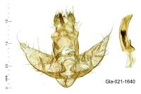 Agonopterix scopariella