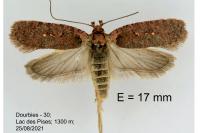 Agonopterix oinochroa