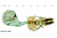 Notocelia roborana