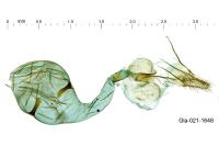 Epinotia cedricida