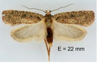 Agonopterix scopariella