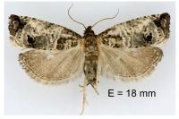 Notocelia roborana