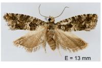 Epinotia cedricida