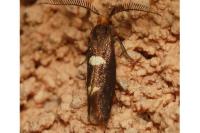 Incurvaria masculella