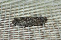 Epinotia maculana