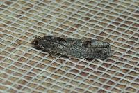 Epinotia maculana