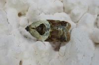 Acleris variegana
