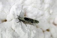 Carpatolechia decorella
